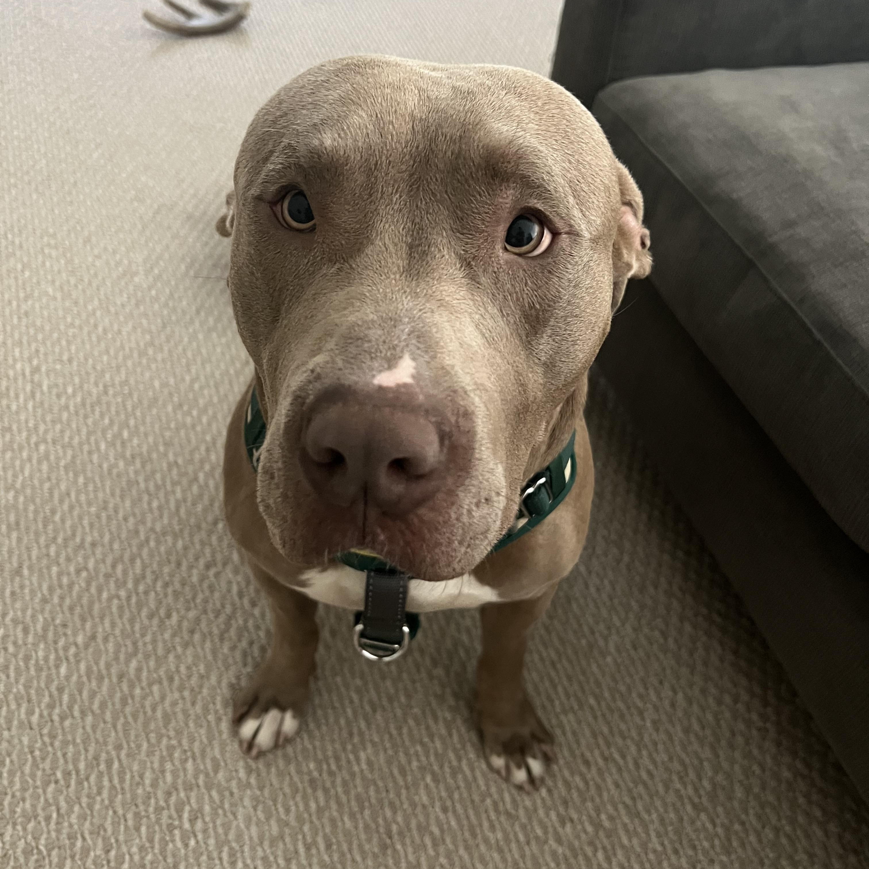 Cash, a Adoptable mixed breed in Columbus , OH image 4/6