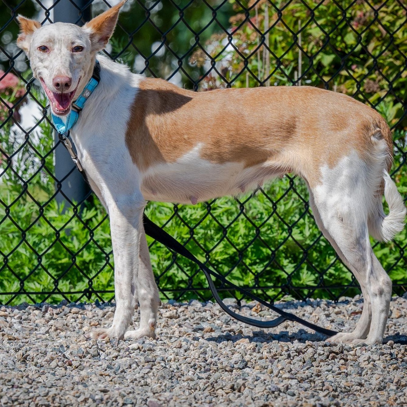 Juniper (shy but so sweet. great with cats and dogs. Reduced fee.), a Adoptable mixed breed in HANSON, MA image 2/3