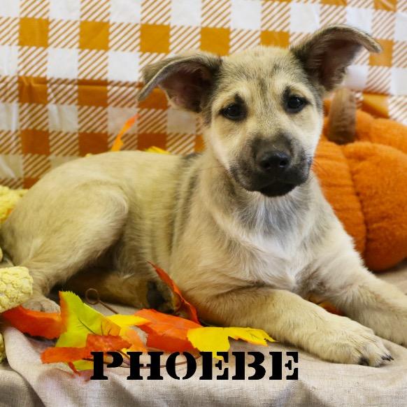 Phoebe, Adoptable, Puppy Female German Shepherd Dog.