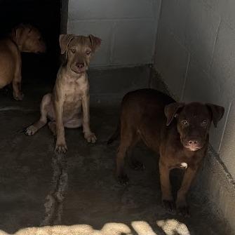 Enlarge Coffee(Coffee Litter), a Adoptable mixed breed in Amarillo, TX image 1/6