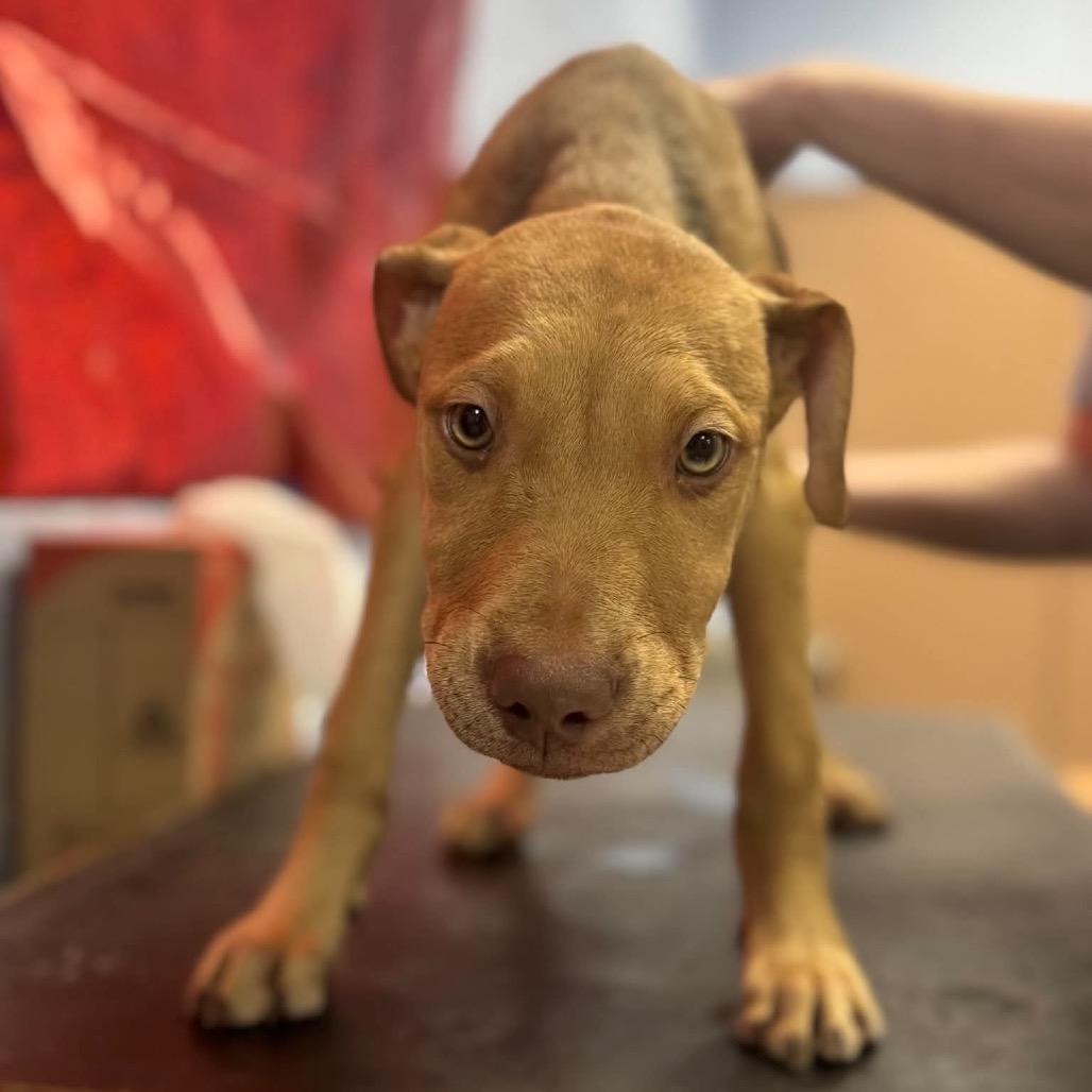 Enlarge Coffee(Coffee Litter), a Adoptable mixed breed in Amarillo, TX image 2/6