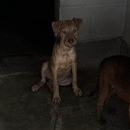 Enlarge Coffee(Coffee Litter), a Adoptable mixed breed in Amarillo, TX image 3/6