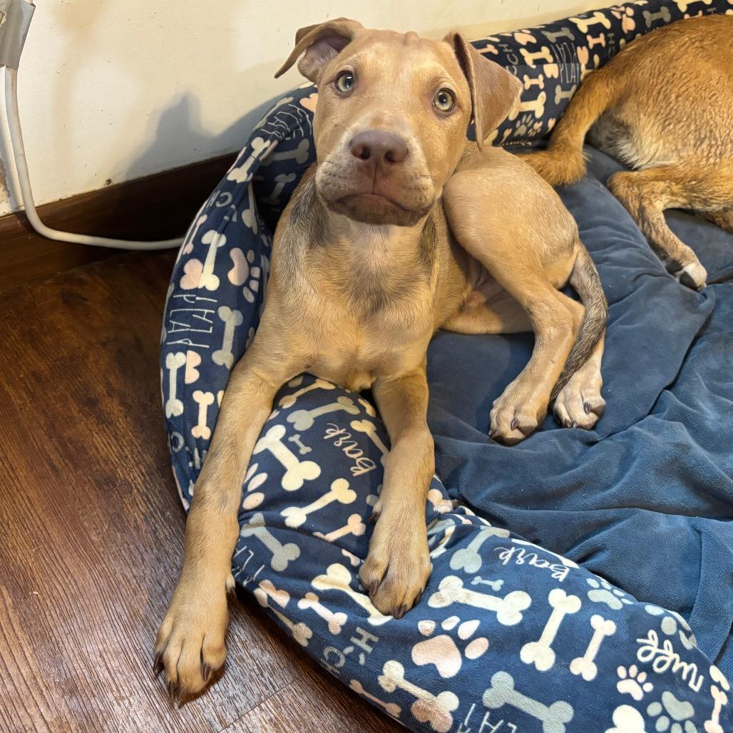 Enlarge Coffee(Coffee Litter), a Adoptable mixed breed in Amarillo, TX image 4/6