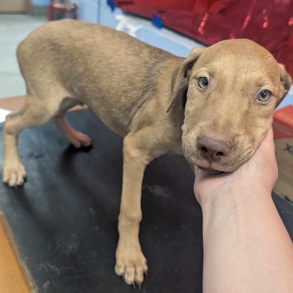 Enlarge Coffee(Coffee Litter), a Adoptable mixed breed in Amarillo, TX image 5/6