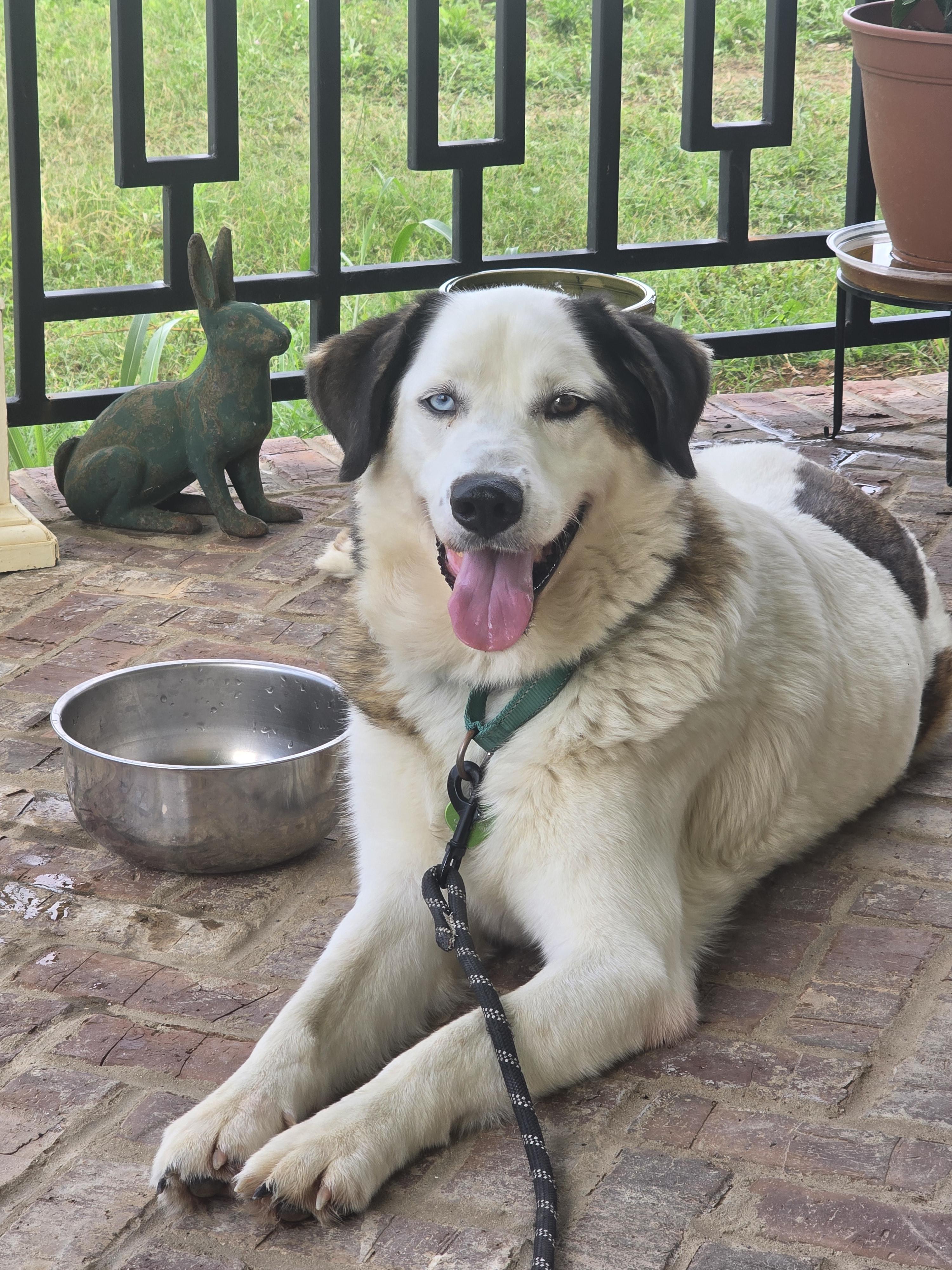 Enlarge Bryant, a Adoptable mixed breed in Evansville, IN image 3/3