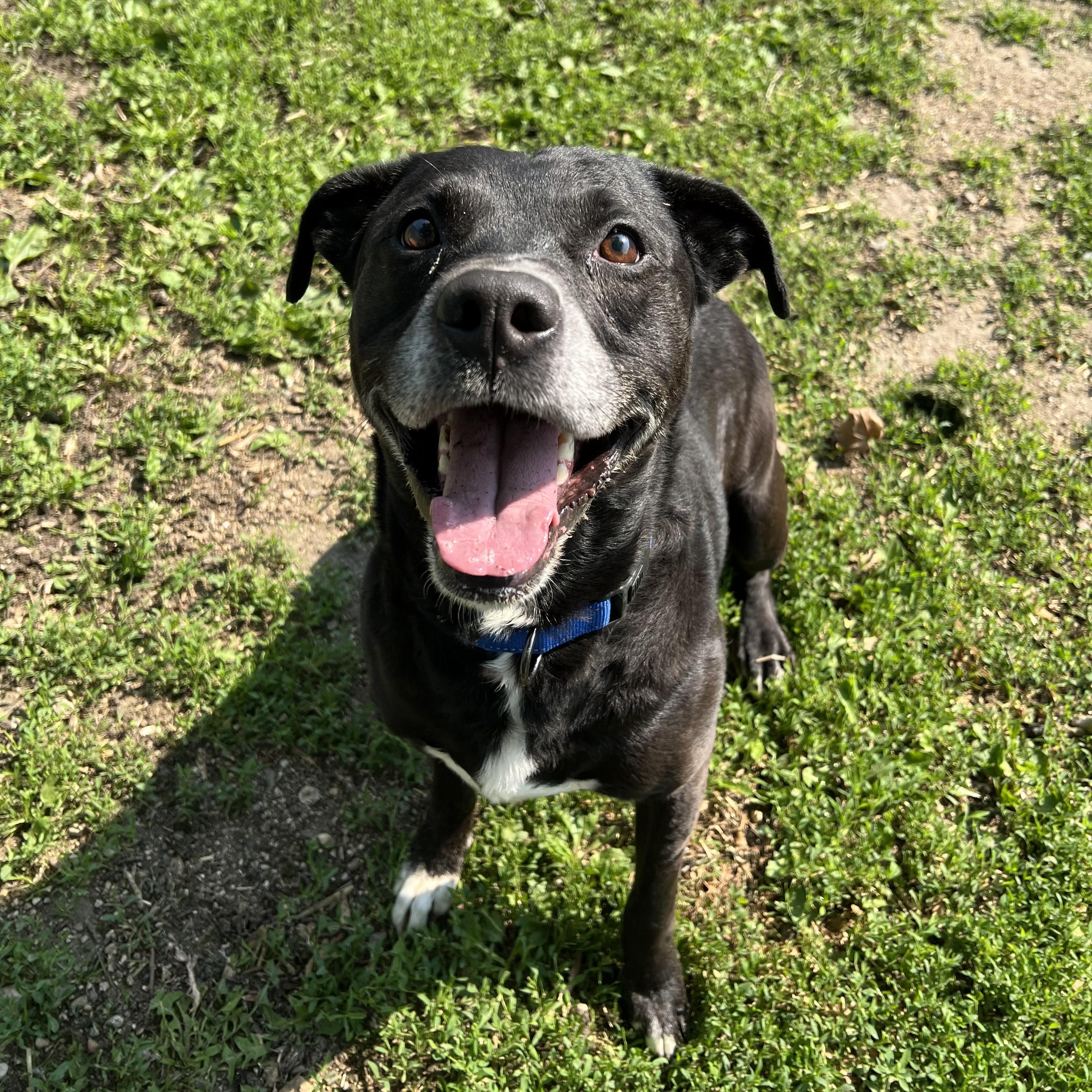 Duke, Adoptable, Senior Male Black Labrador Retriever.