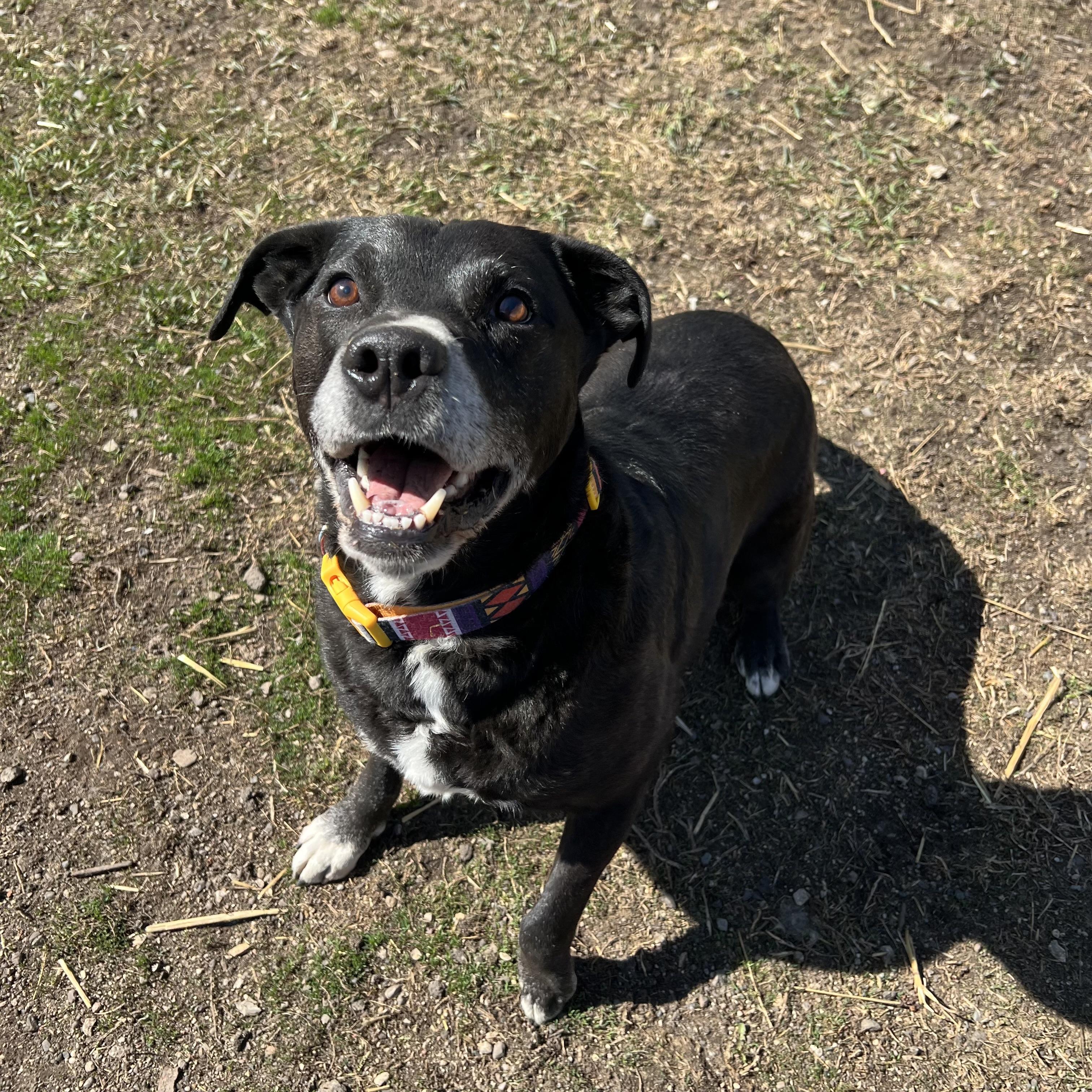 Enlarge Duke, a Adoptable mixed breed in Fairmont, MN image 1/6