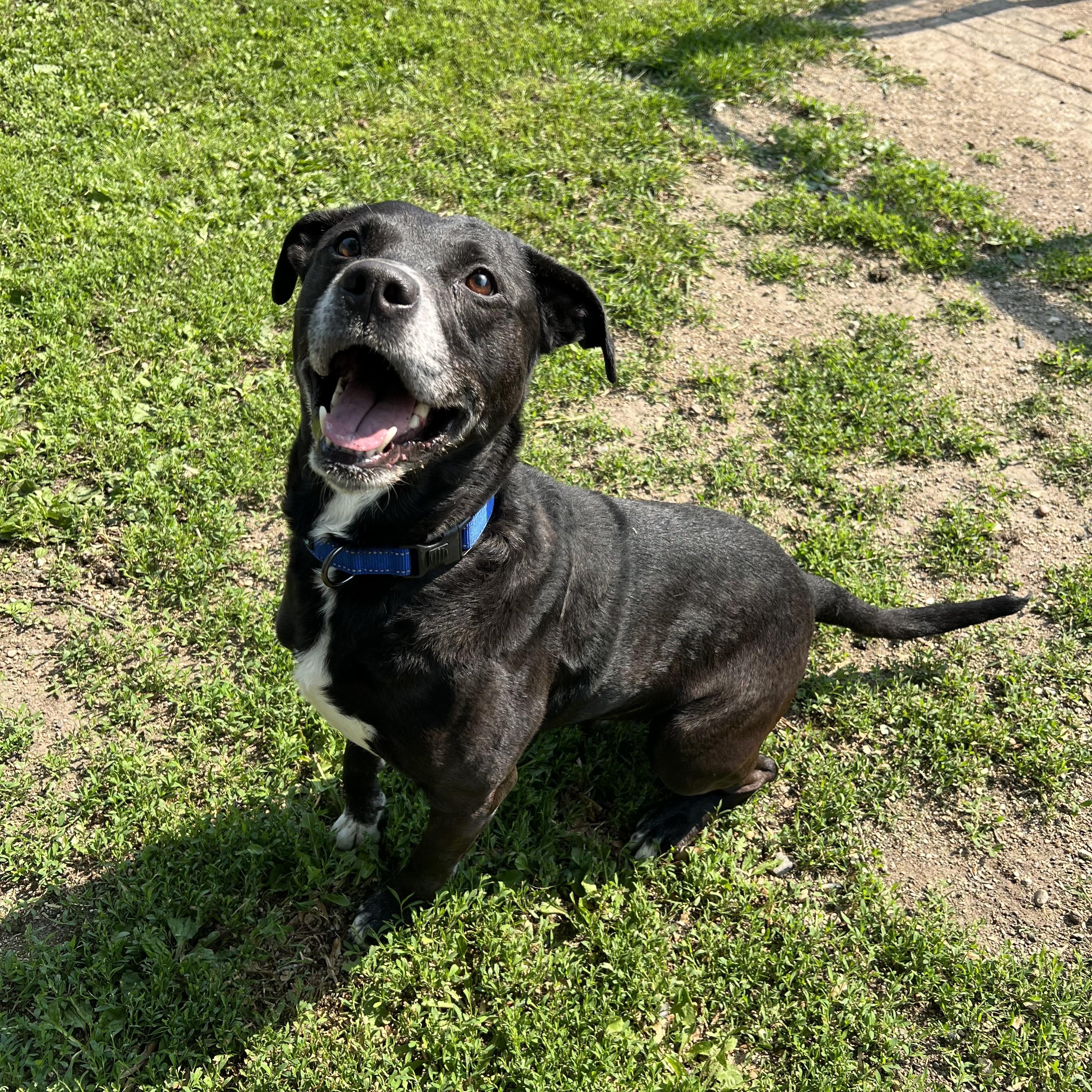 Duke, a Adoptable mixed breed in Fairmont, MN image 2/6