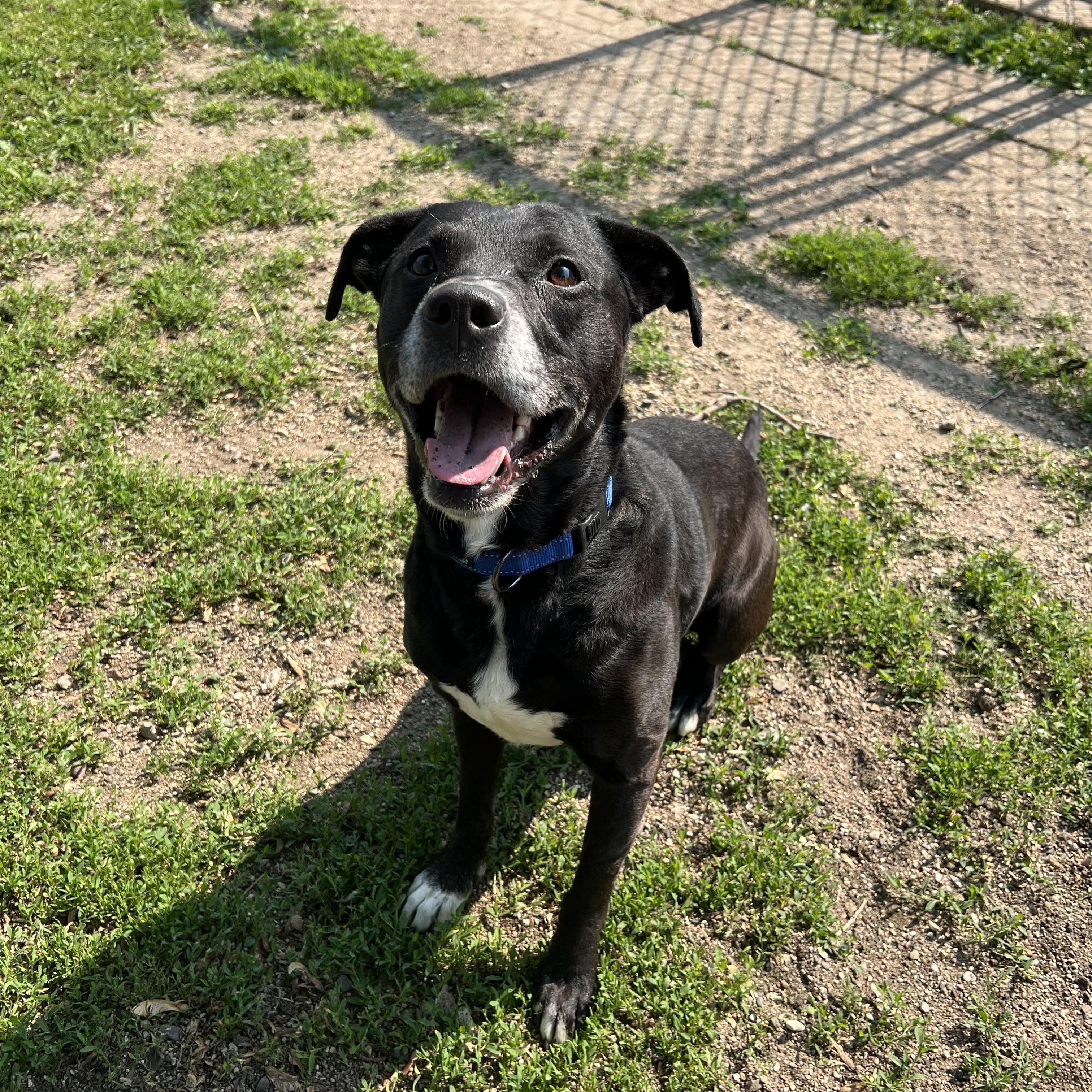 Duke, a Adoptable mixed breed in Fairmont, MN image 6/6