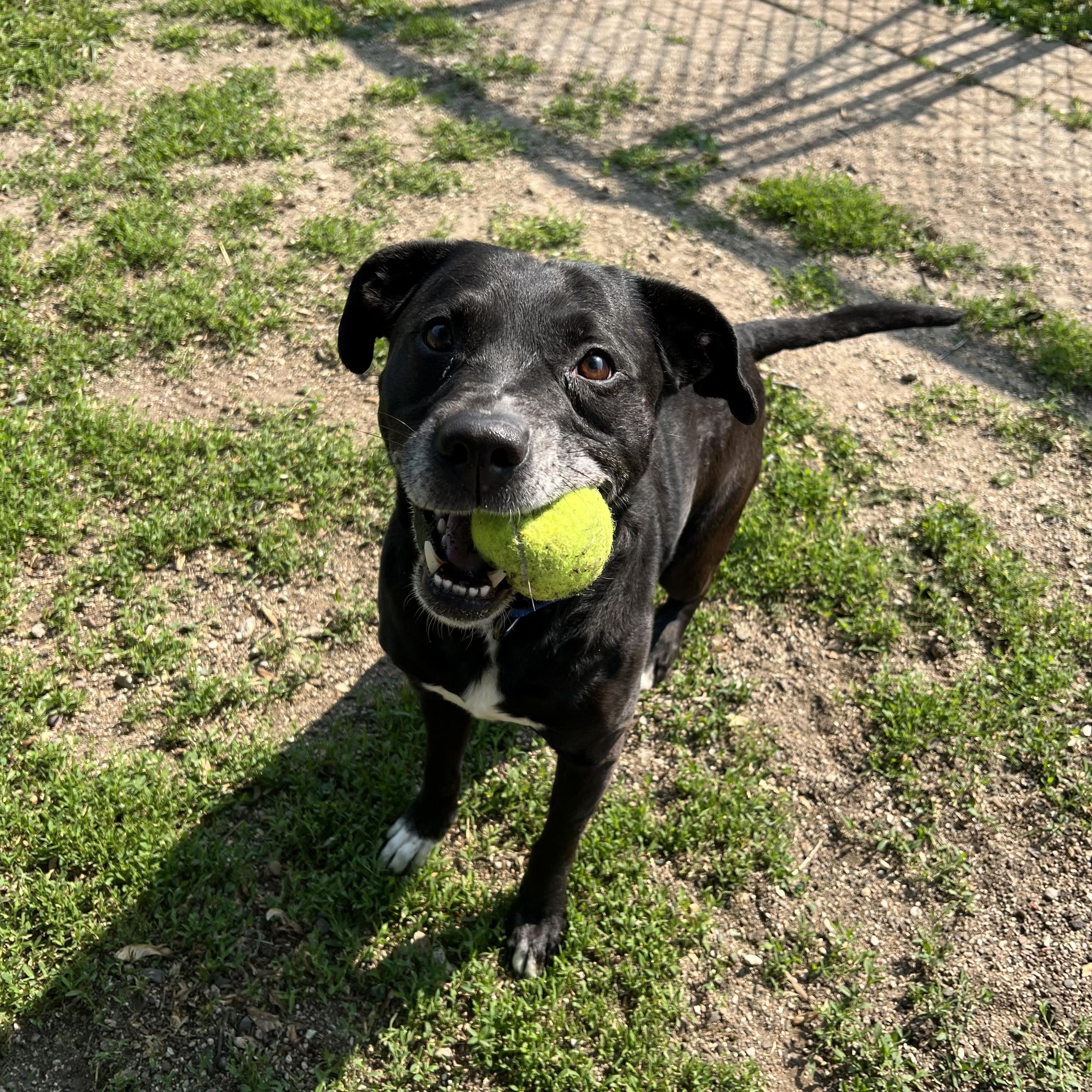 Duke, a Adoptable mixed breed in Fairmont, MN image 3/6