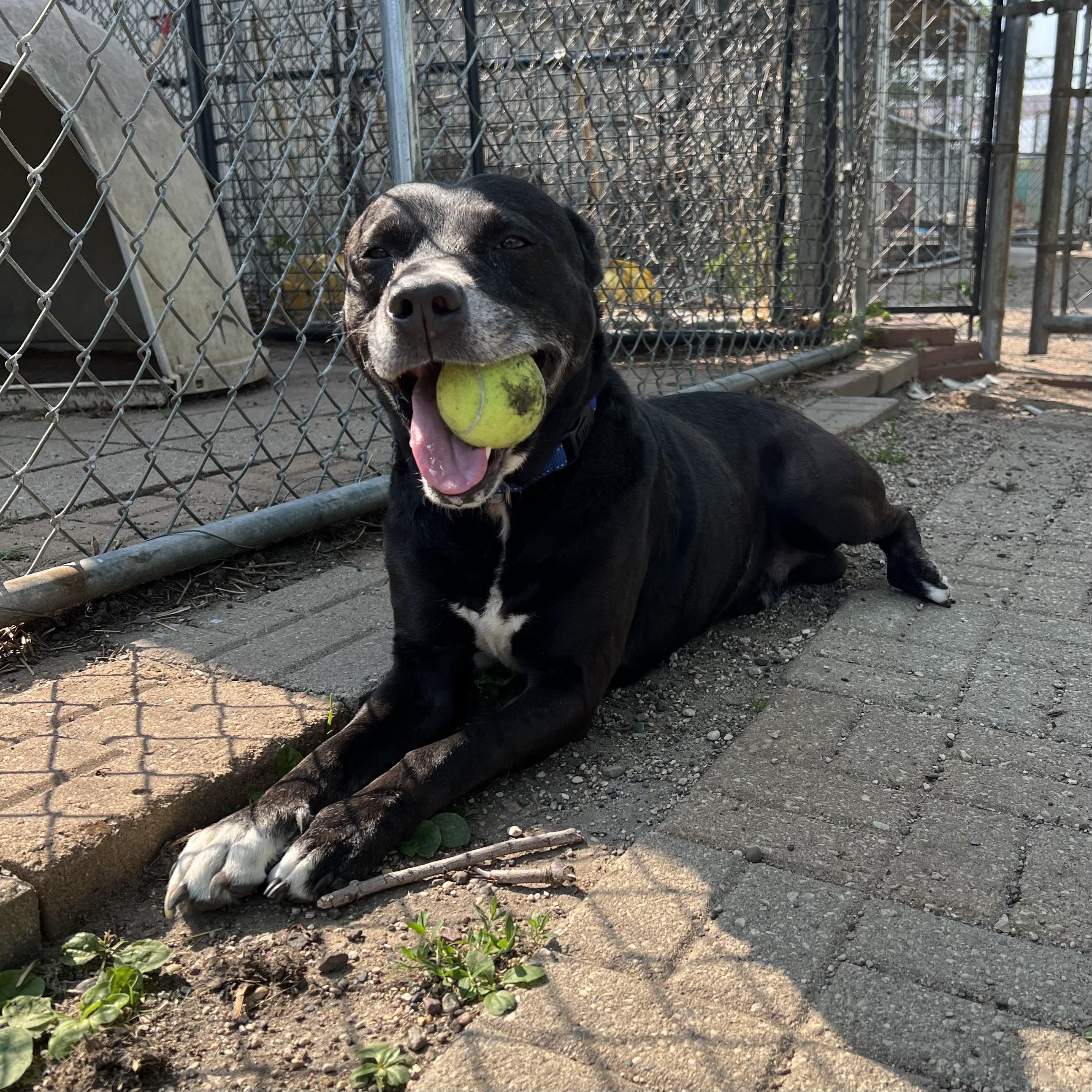 Duke, a Adoptable mixed breed in Fairmont, MN image 4/6