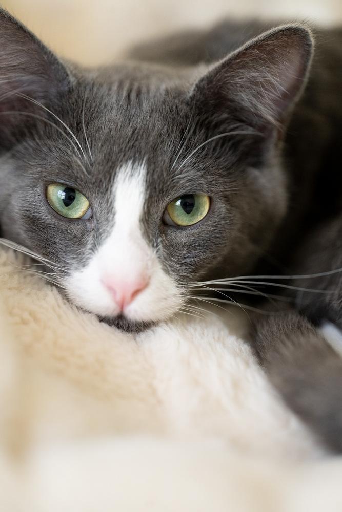 Enlarge Zeni, a Adoptable Domestic Medium Hair in Raleigh, NC image 1/6