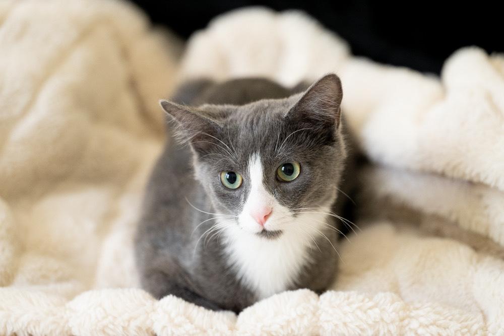 Enlarge Zeni, a Adoptable Domestic Medium Hair in Raleigh, NC image 4/6