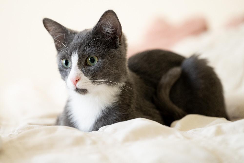 Enlarge Zeni, a Adoptable Domestic Medium Hair in Raleigh, NC image 5/6