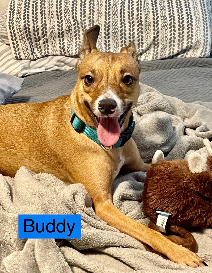 BUDDY