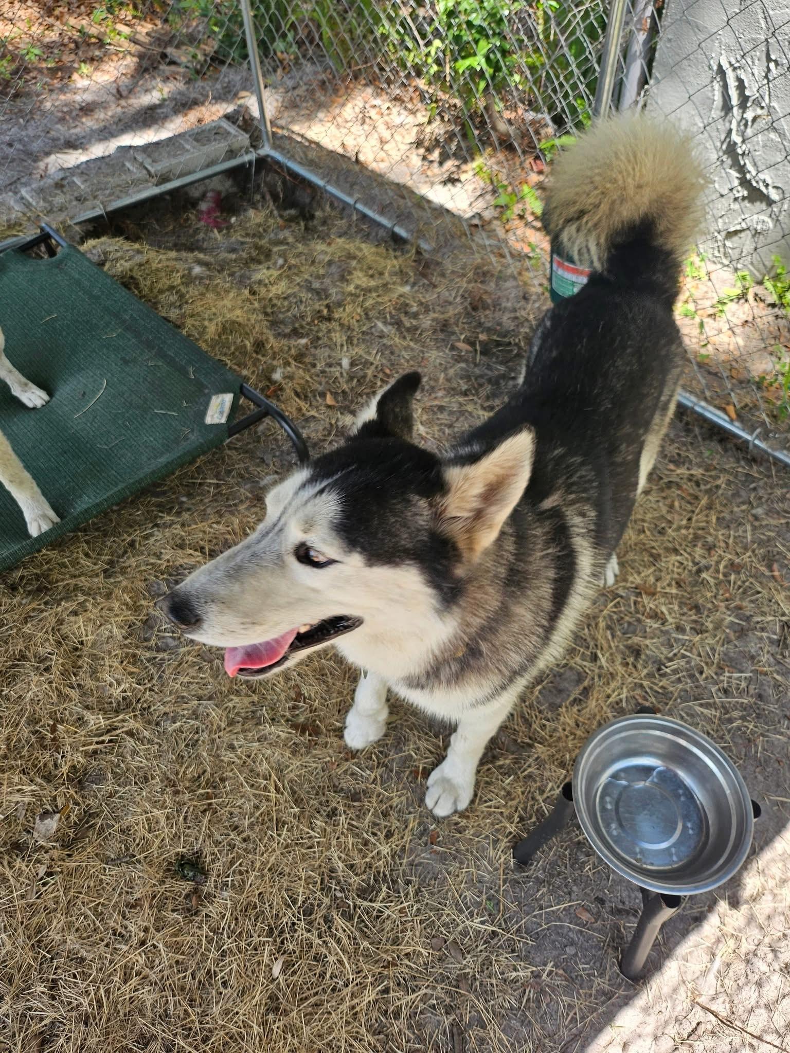 Zack, Adoptable, Adult Male Siberian Husky.