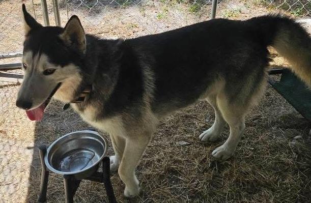 Zack, a Adoptable Siberian Husky in Lakeland, FL image 2/3