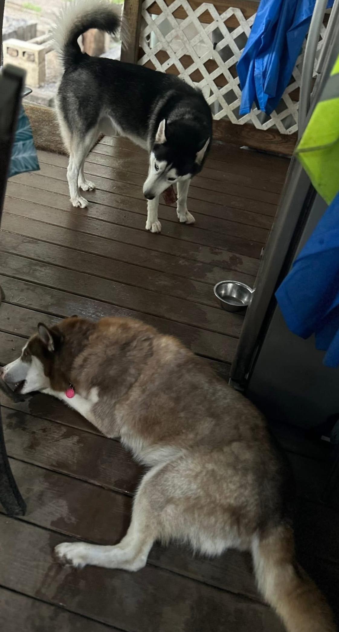 Zack, a Adoptable Siberian Husky in Lakeland, FL image 3/3