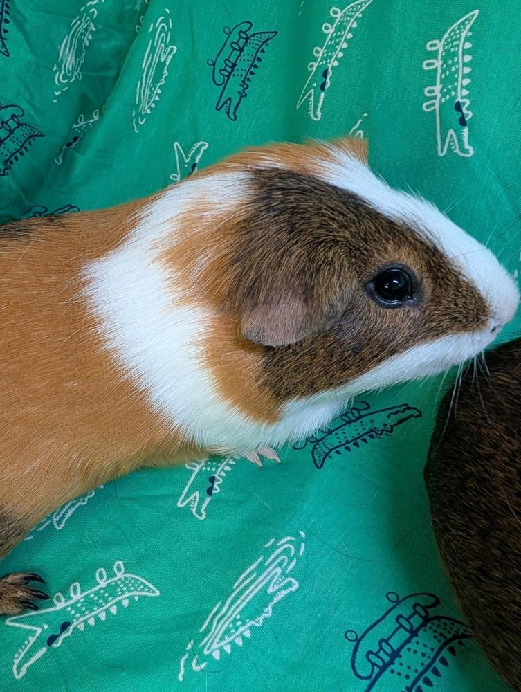 Enlarge Lefty, a Adoptable Guinea Pig in Gainesville, FL image 3/5