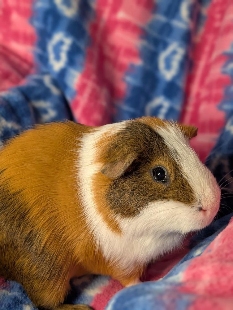 Enlarge Lefty, a Adoptable Guinea Pig in Gainesville, FL image 4/5