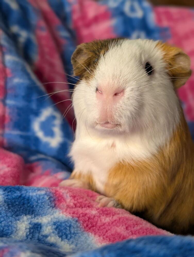 Lefty, Adoptable, Adult Male Guinea Pig.