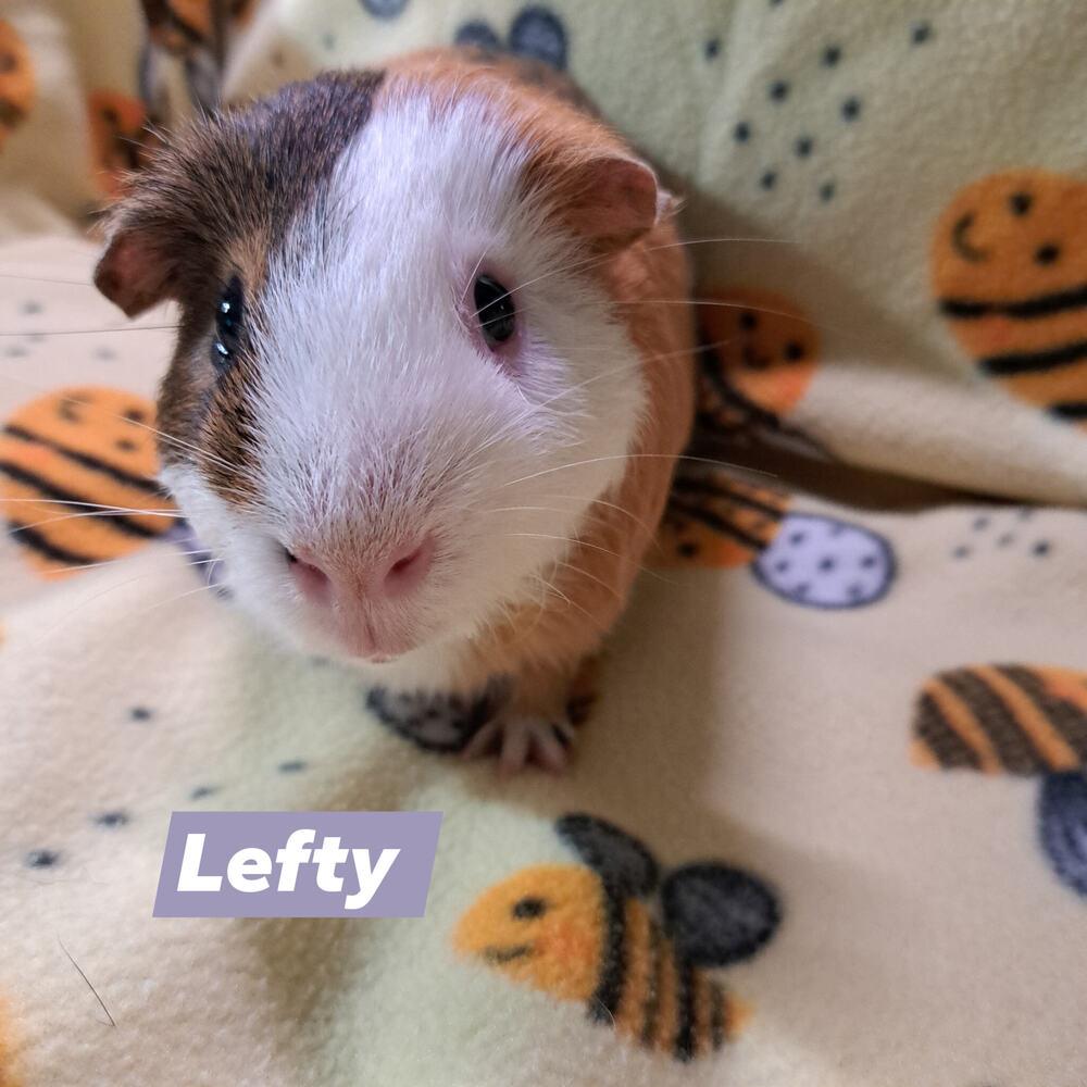 Enlarge Lefty, a Adoptable Guinea Pig in Gainesville, FL image 5/5