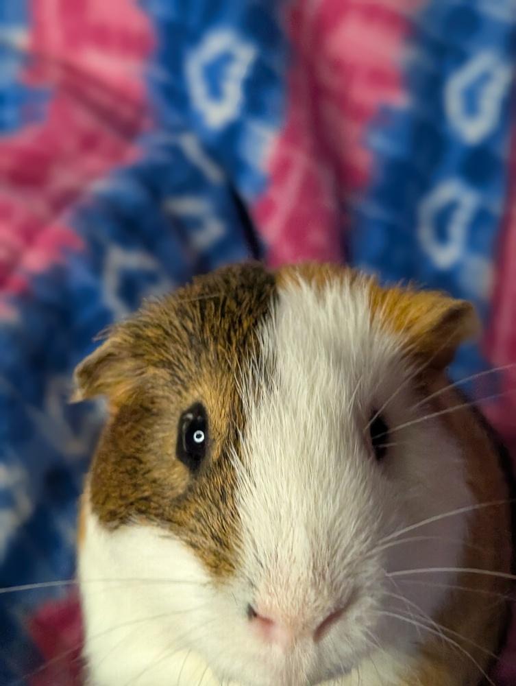 Enlarge Lefty, a Adoptable Guinea Pig in Gainesville, FL image 2/5