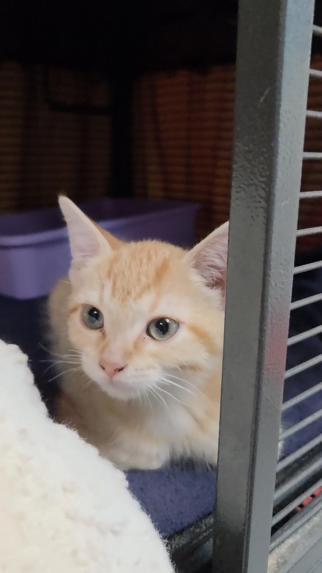 Enlarge Popsicle, a Adopted Domestic Short Hair in Charleston, SC image 2/2