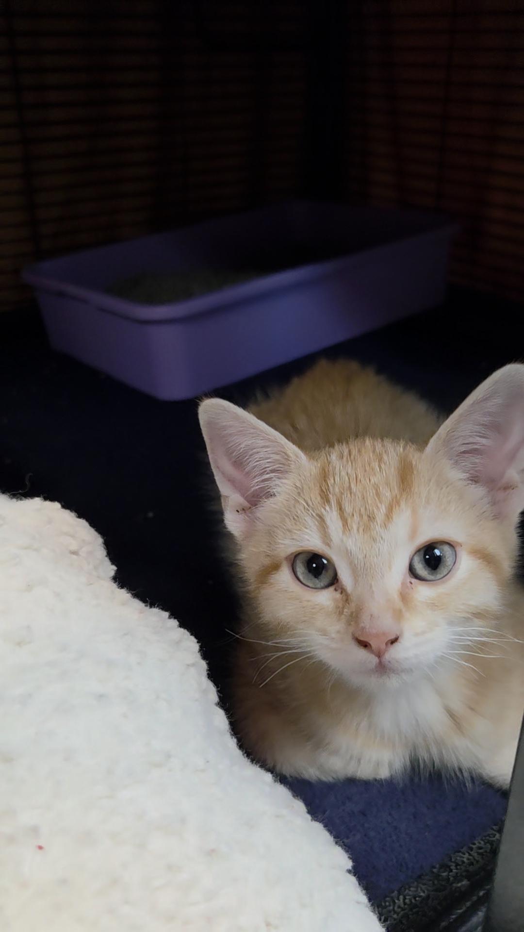 Enlarge Popsicle, a Adopted Domestic Short Hair in Charleston, SC image 1/2