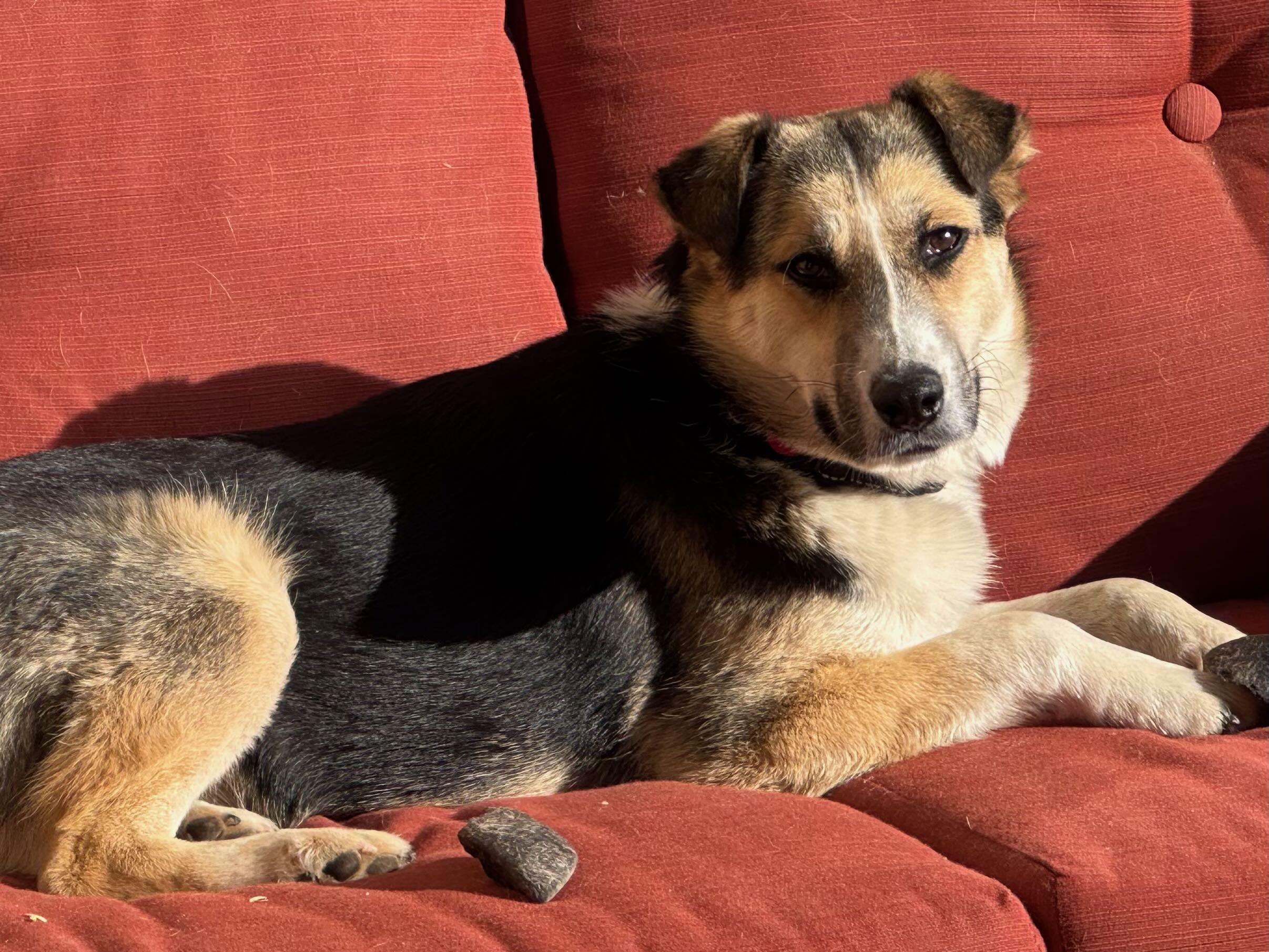 Enlarge Casey, a Adoptable mixed breed in Tucson, AZ image 2/6