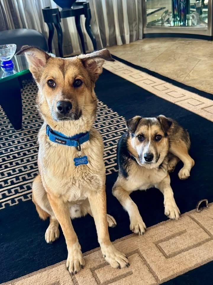 Enlarge Casey, a Adoptable mixed breed in Tucson, AZ image 3/6