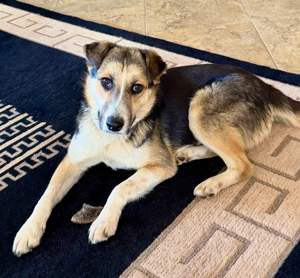 Enlarge Casey, a Adoptable mixed breed in Tucson, AZ image 4/6