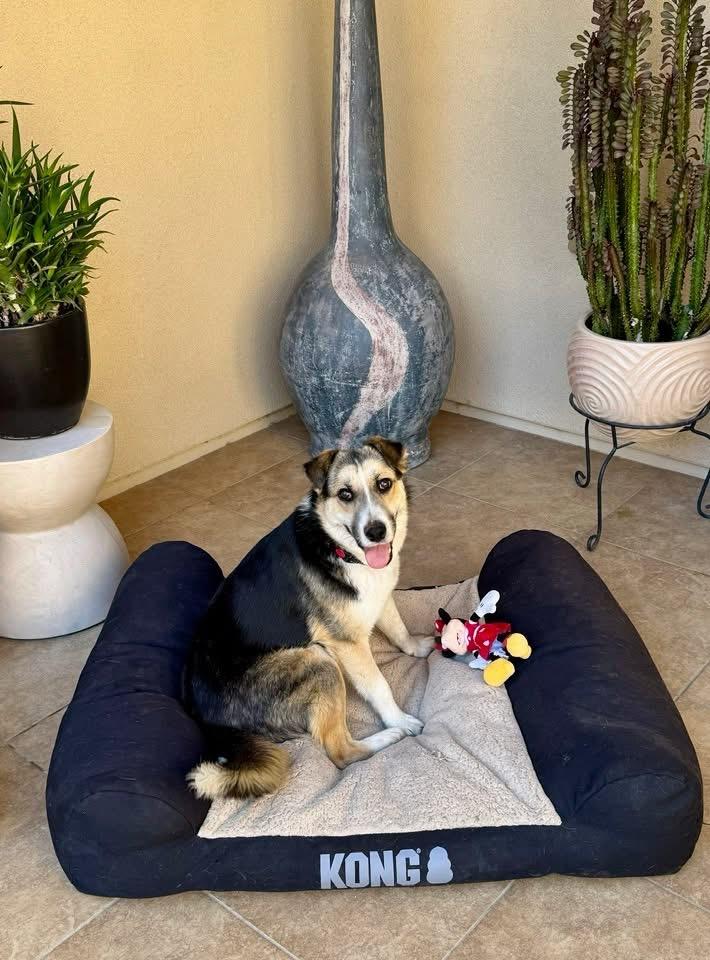 Enlarge Casey, a Adoptable mixed breed in Tucson, AZ image 5/6