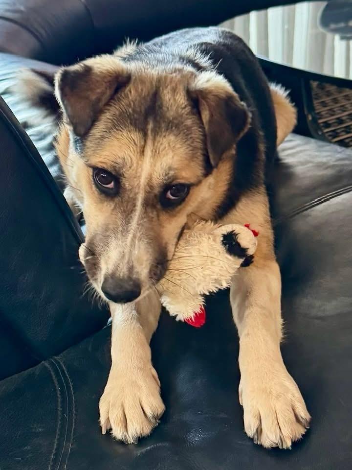 Enlarge Casey, a Adoptable mixed breed in Tucson, AZ image 6/6