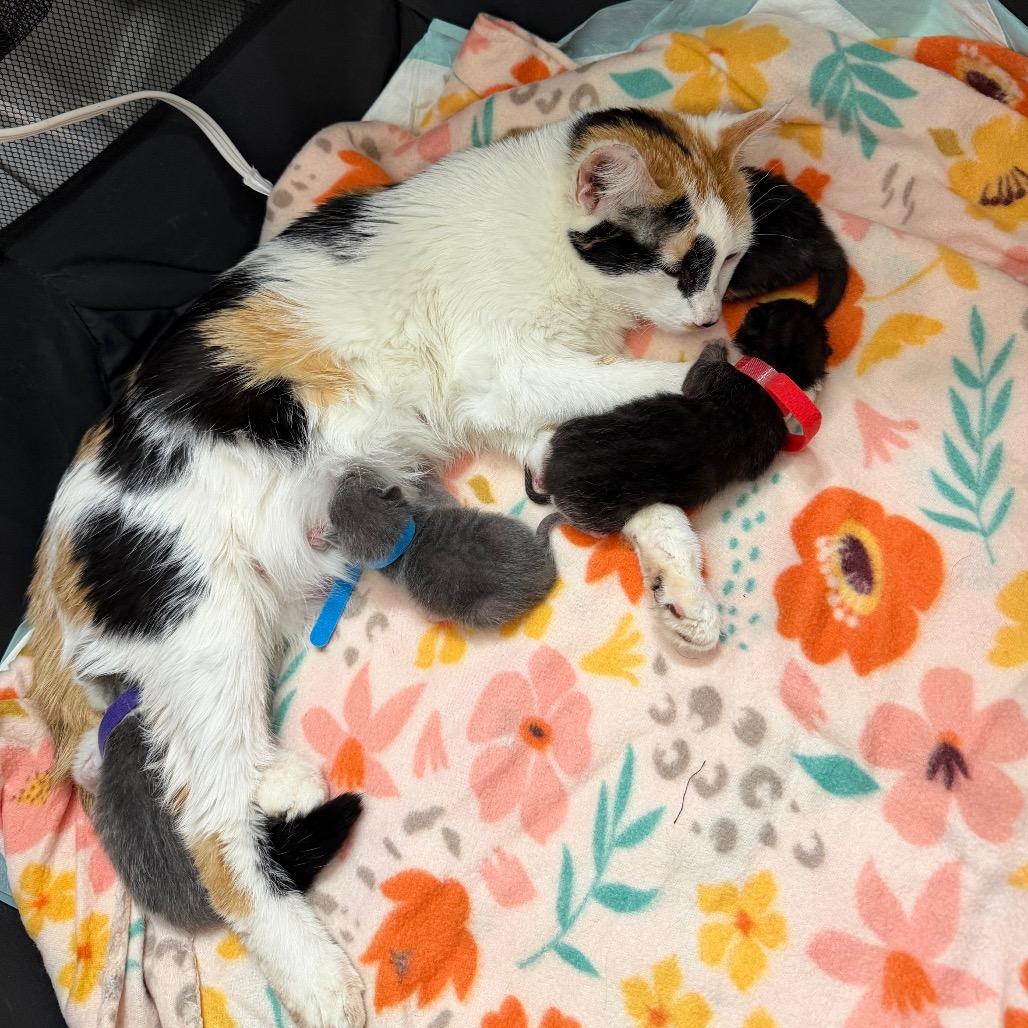 Enlarge Shiraz, a Adoptable Domestic Short Hair in Atlanta, GA image 5/6