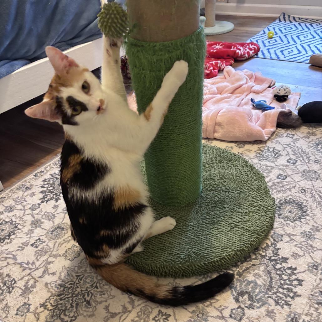 Enlarge Shiraz, a Adoptable Domestic Short Hair in Atlanta, GA image 3/6