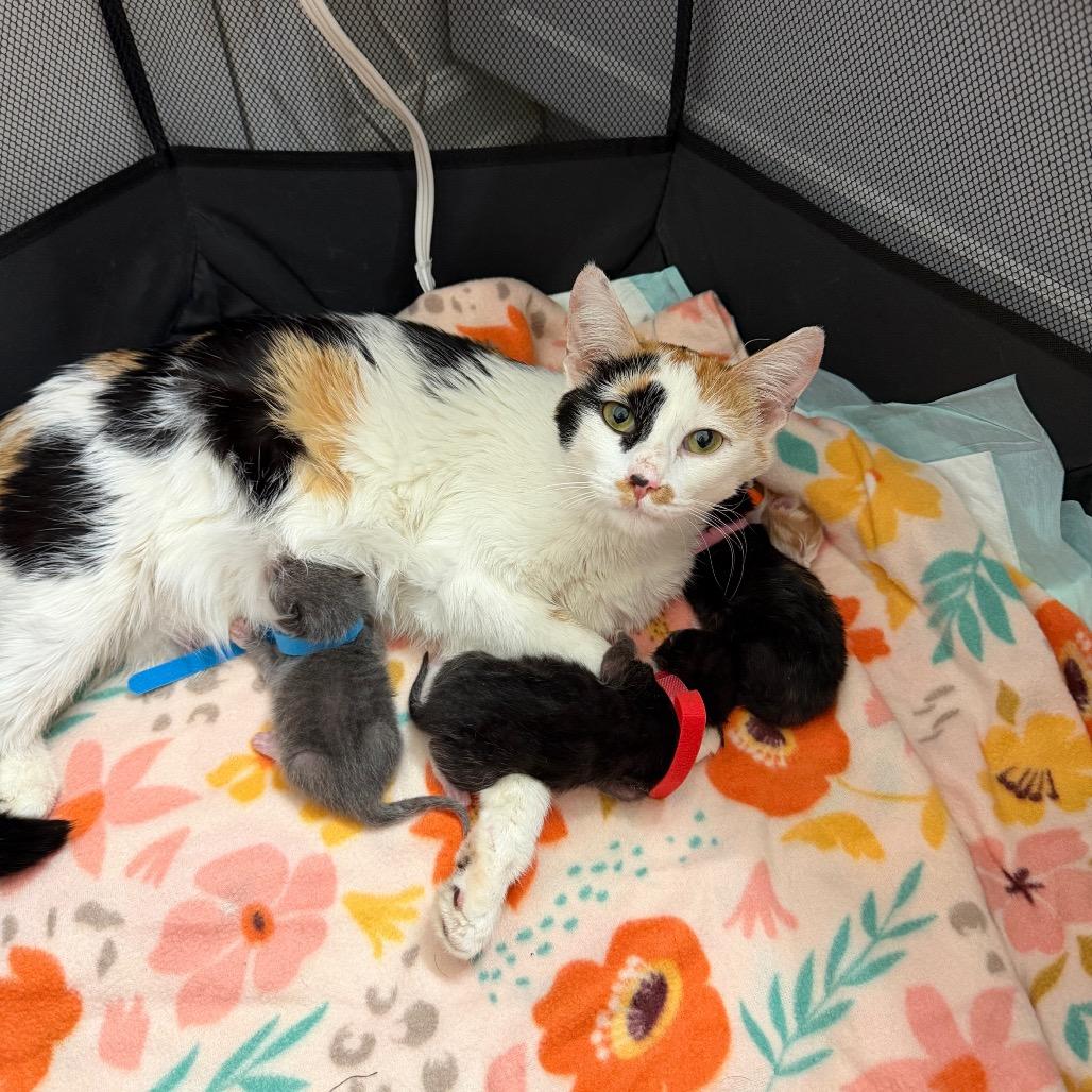 Enlarge Shiraz, a Adoptable Domestic Short Hair in Atlanta, GA image 2/6