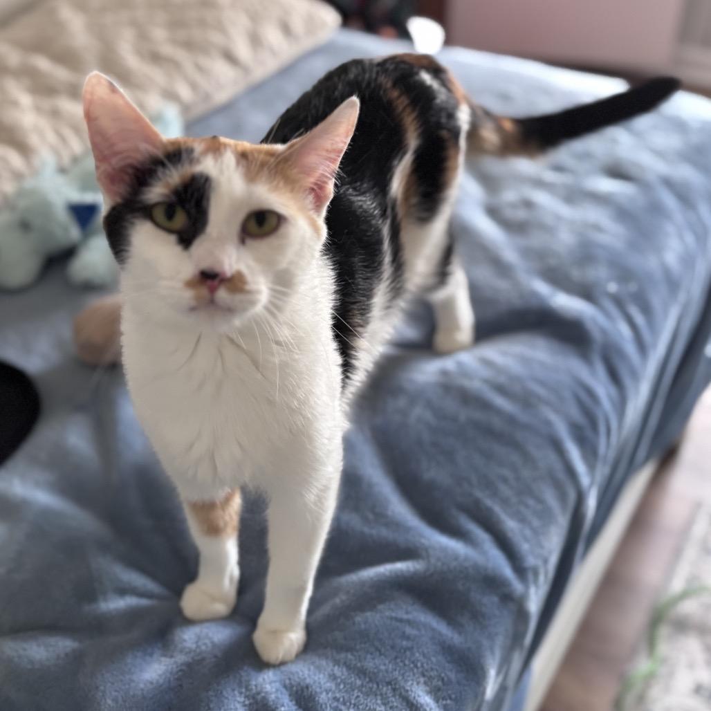 Enlarge Shiraz, a Adoptable Domestic Short Hair in Atlanta, GA image 1/6