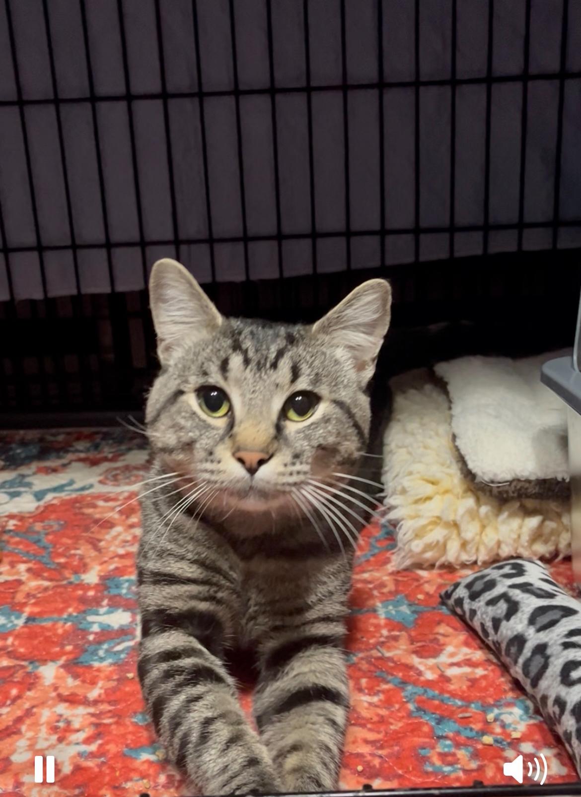 Pixel, Adoptable, Young Male Tabby.