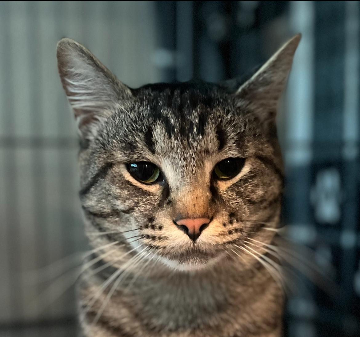 Pixel, Adoptable, Young Male Tabby.