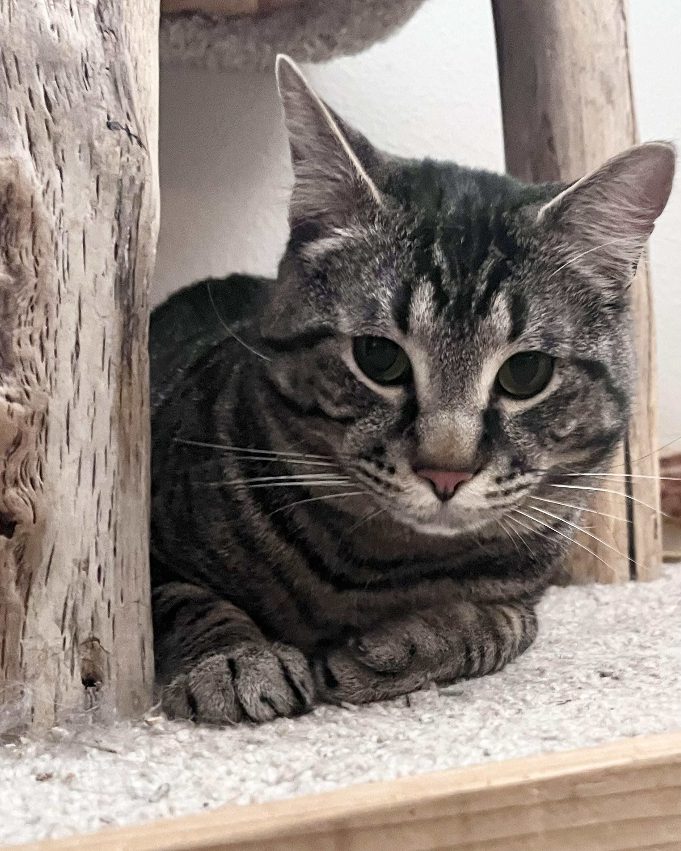 Enlarge Pixel, a Adoptable Tabby in Seattle, WA image 3/5