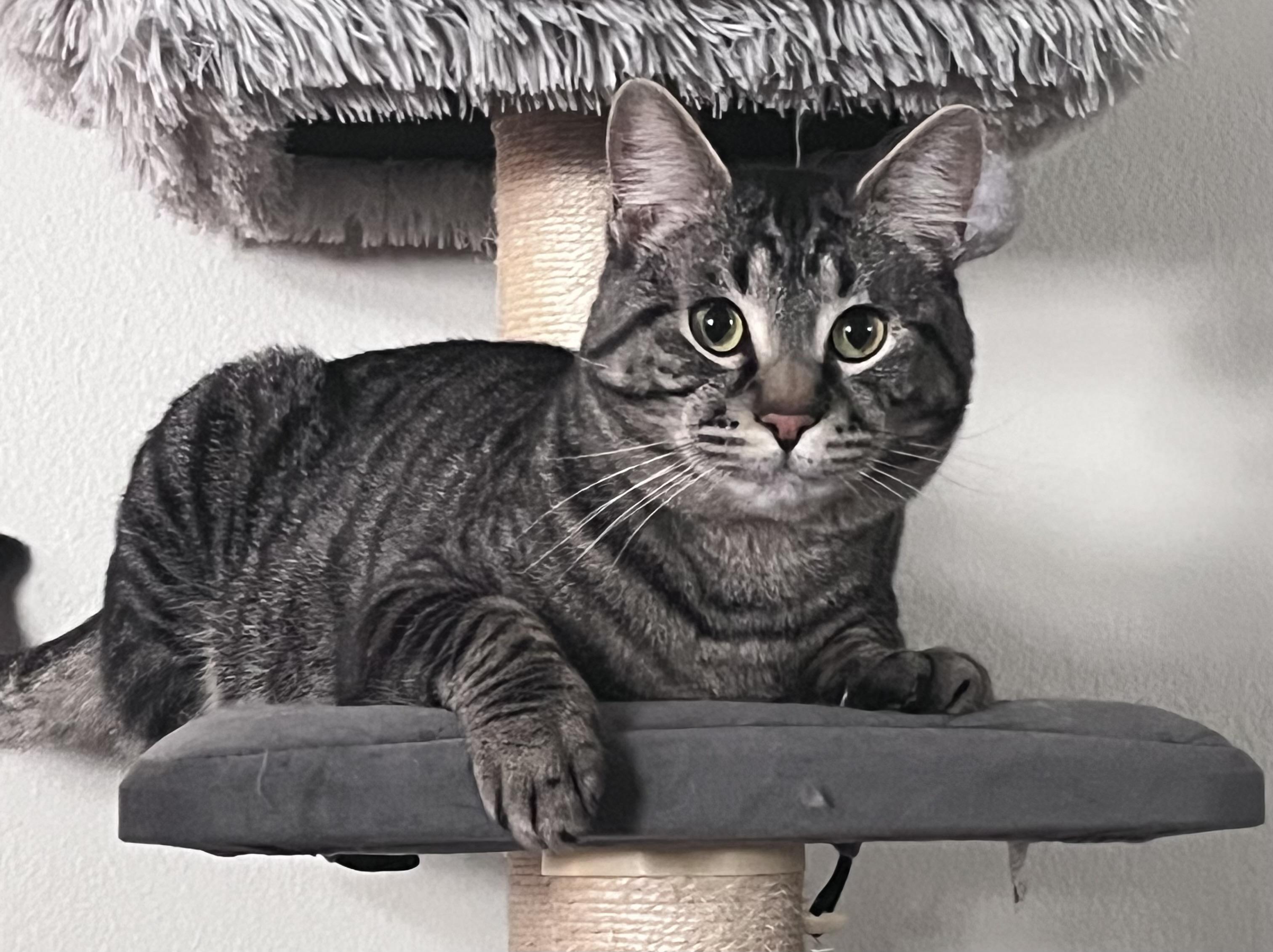 Pixel, Adoptable, Young Male Tabby.