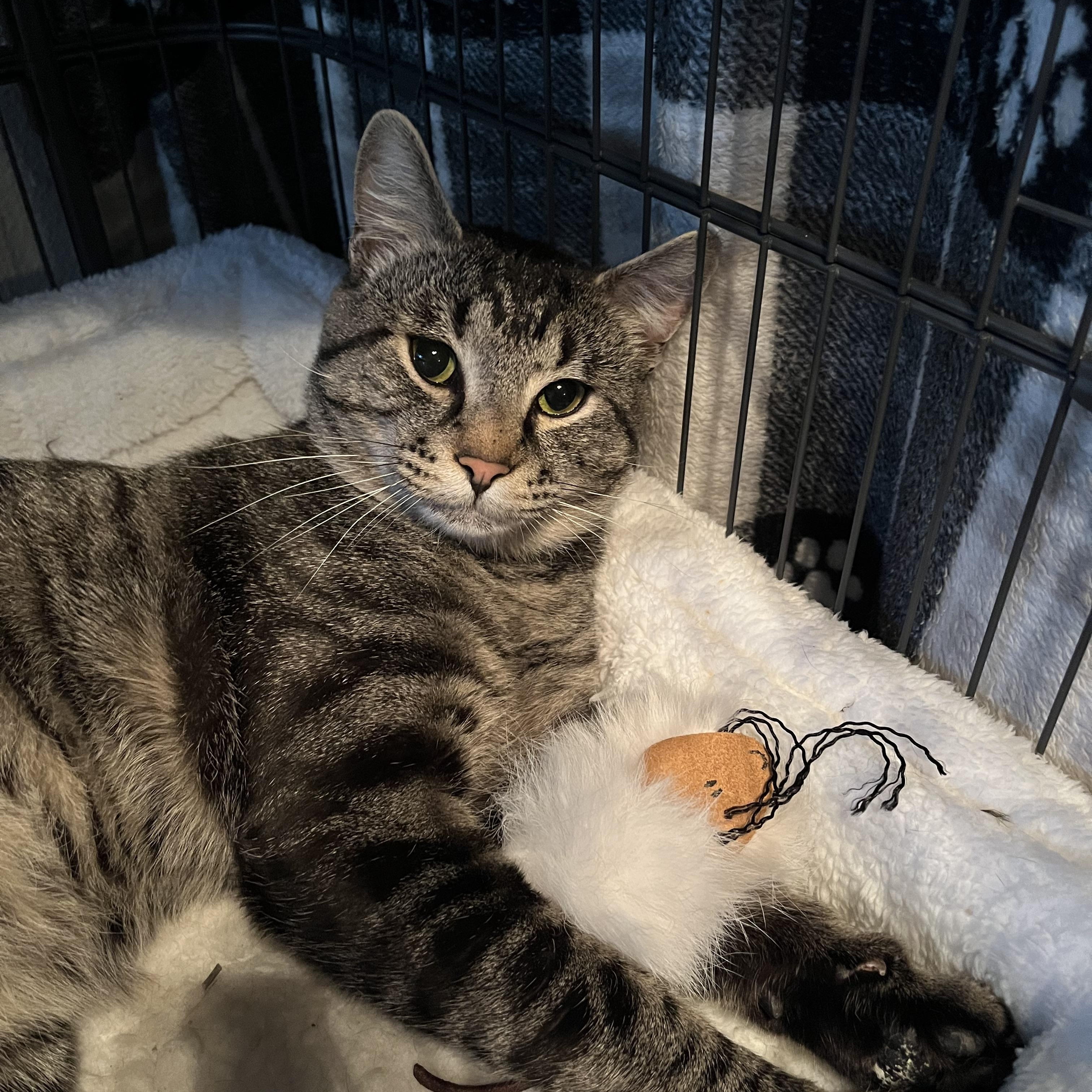 Enlarge Pixel, a Adoptable Tabby in Seattle, WA image 4/4