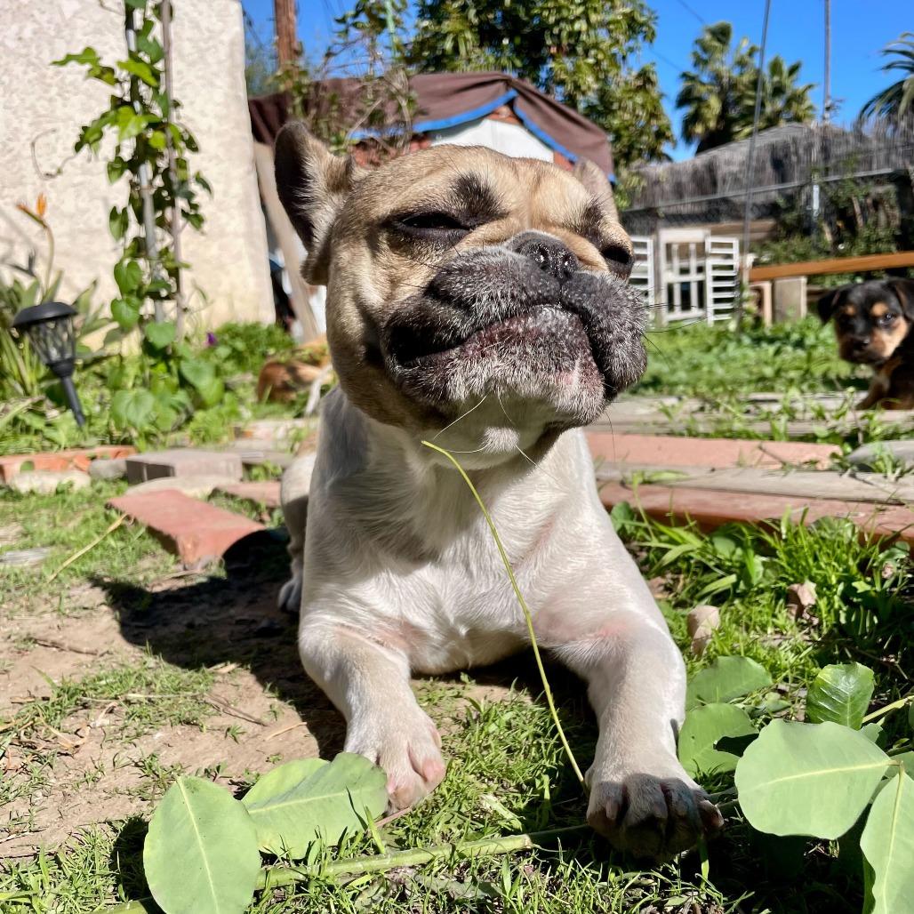 Enlarge Agnes, a Adoptable French Bulldog in North Hollywood, CA image 1/6