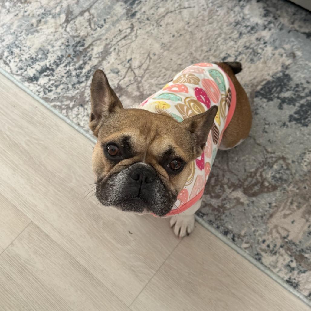 Enlarge Agnes, a Adoptable French Bulldog in North Hollywood, CA image 2/6