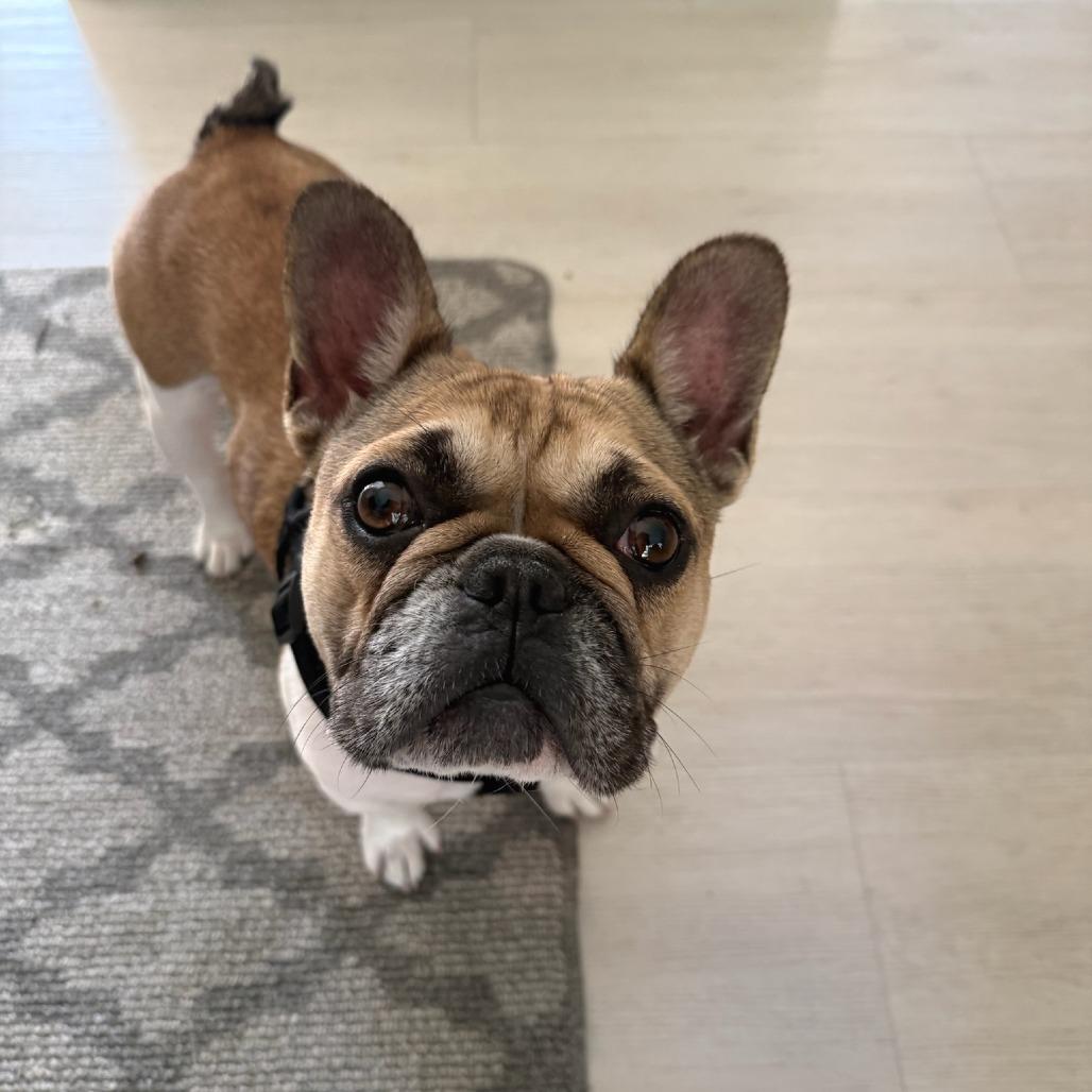 Enlarge Agnes, a Adoptable French Bulldog in North Hollywood, CA image 5/6