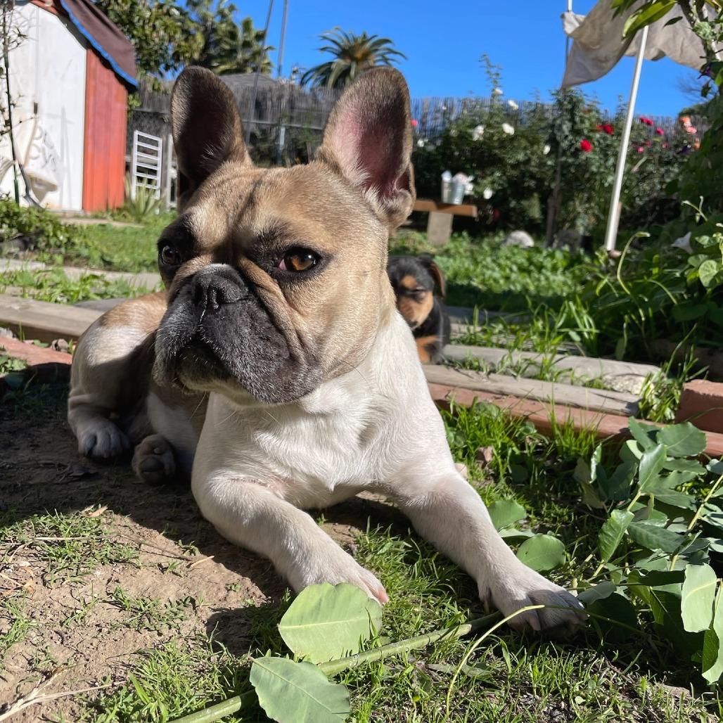 Enlarge Agnes, a Adoptable French Bulldog in North Hollywood, CA image 6/6