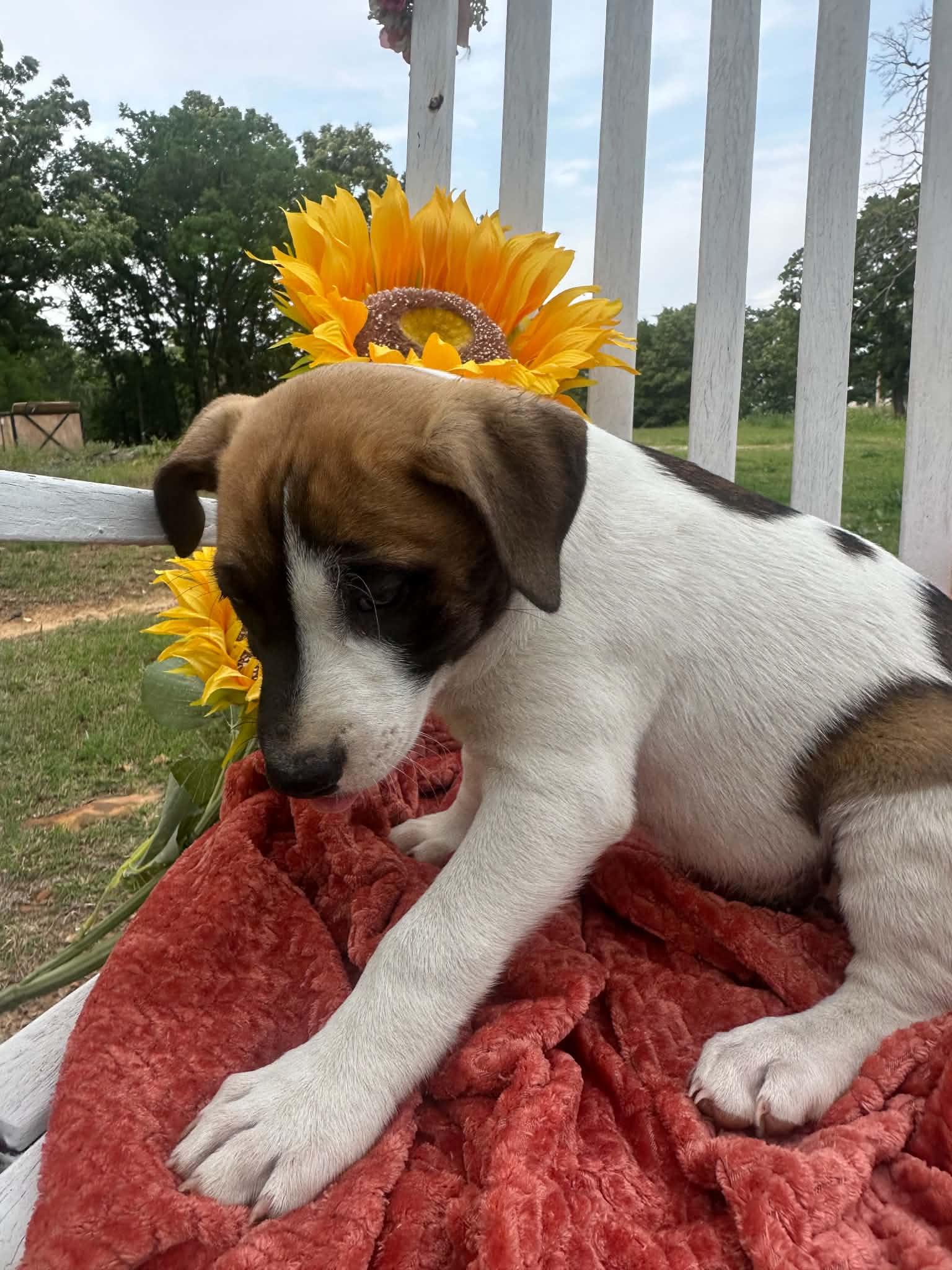 Enlarge Skye, a ADOPTABLE Mixed Breed in Okemah, OK image 2/2