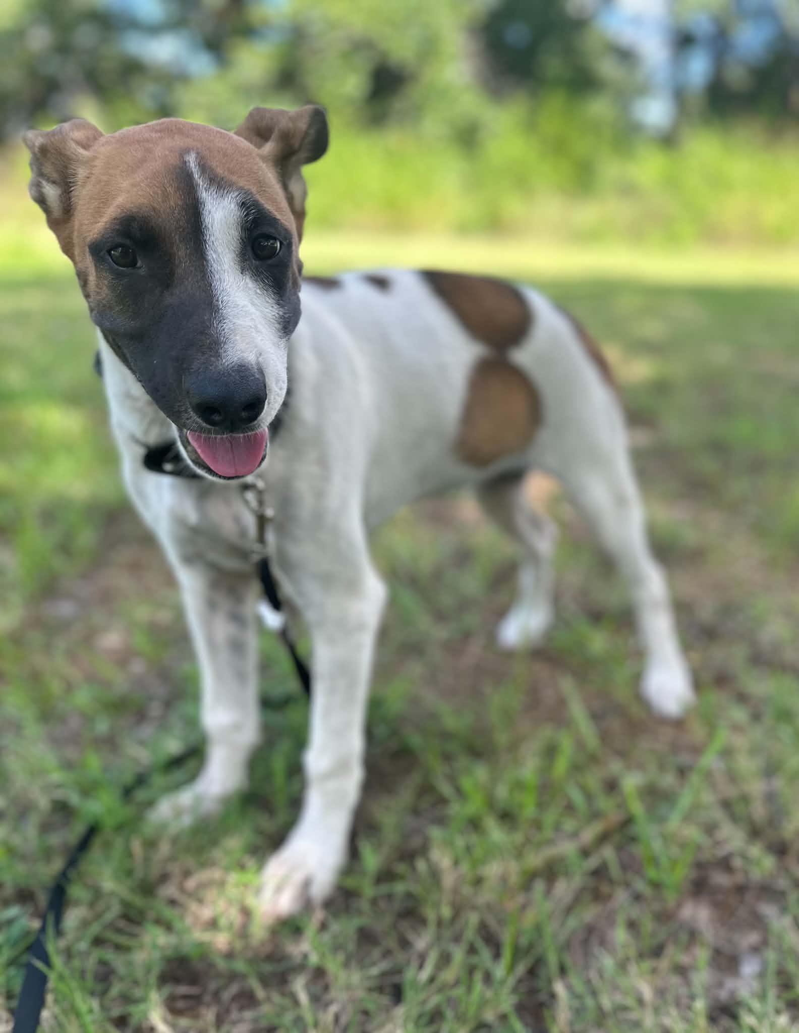 Skye, a ADOPTABLE Mixed Breed in Okemah, OK image 6/6