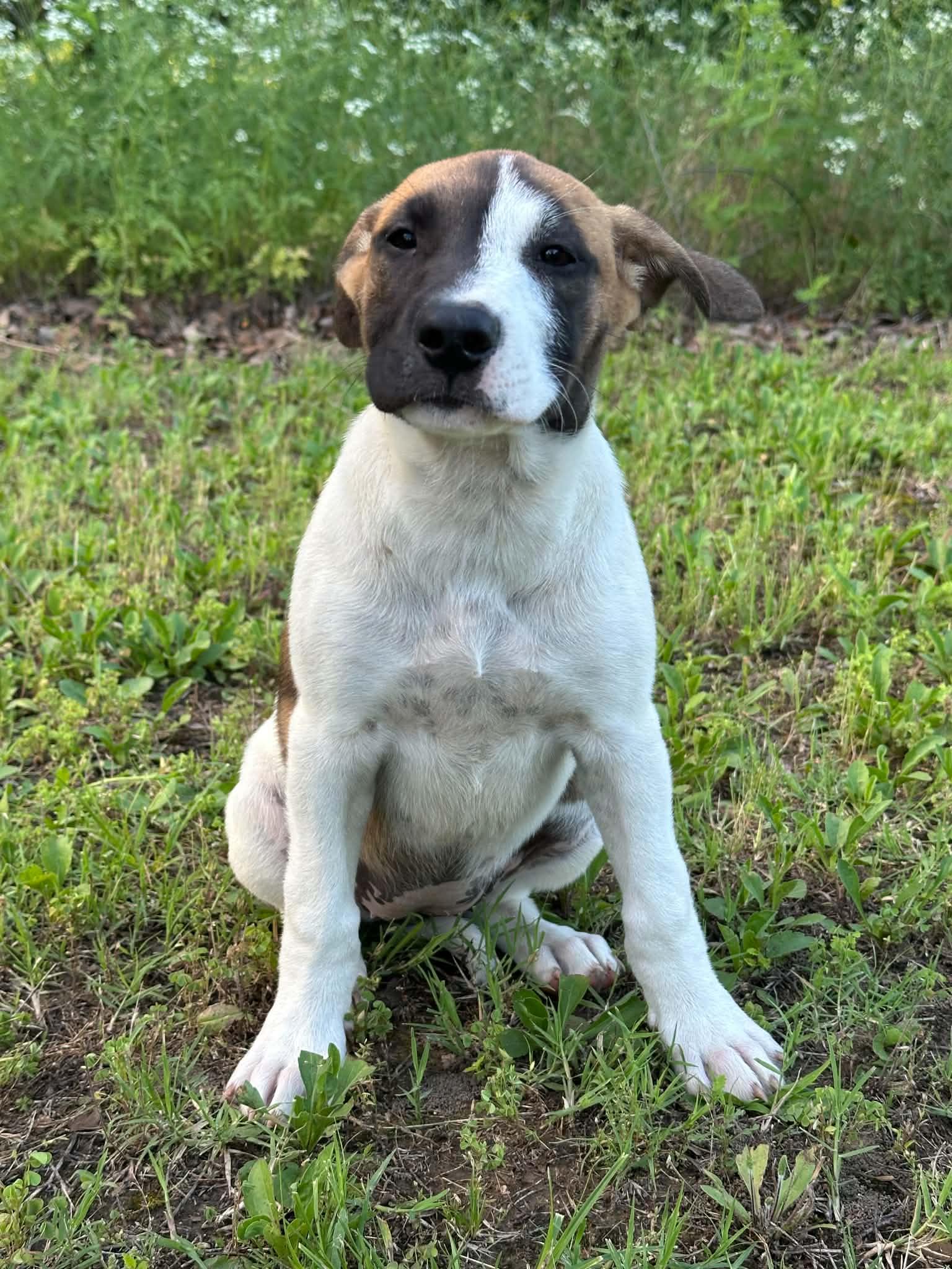 Enlarge Skye, a ADOPTABLE Mixed Breed in Okemah, OK image 1/2